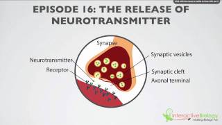 016 The Release of Neurotransmitter [upl. by Trinette]