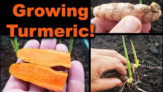 Growing Turmeric In 2020  Part 1 of 2 [upl. by Anastatius833]