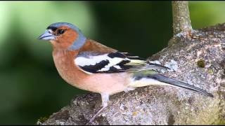 Nature Sounds  Chaffinch Singing In The Forest [upl. by Htebaile]