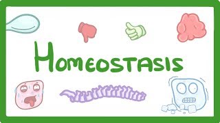 GCSE Biology  Homeostasis 54 [upl. by Anerual]