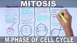 Mitosis  MPhase [upl. by Nevart613]