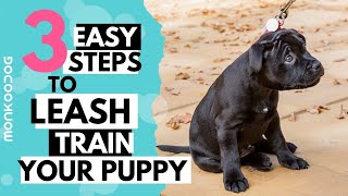 How to leash train your puppy or dog  Monkoodog [upl. by Trici]