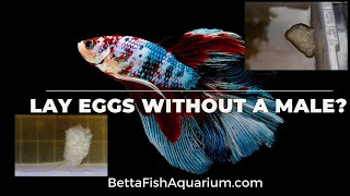 Can Female Betta Fish Lay Eggs Without a Male [upl. by Shaylynn50]