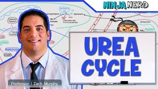 Metabolism  Urea Cycle [upl. by Ecilahc]