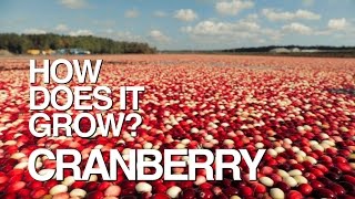 CRANBERRY  How Does It Grow [upl. by Anwahsit]