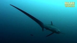 Philippines Thresher Sharks  JONATHAN BIRDS BLUE WORLD [upl. by Eneleahcim]