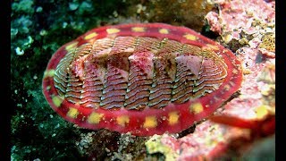 Facts The Chiton [upl. by Eeslek]