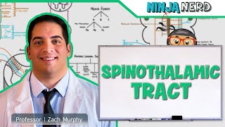 Ascending Tracts  Spinothalamic Tract [upl. by Lertsek]