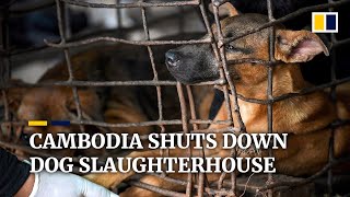 Cambodian dog slaughterhouse closes after killing more than one million dogs in 25 years [upl. by Volotta]