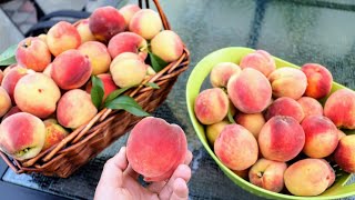 8 MUST Grow Fruit Trees in a BACKYARD ORCHARD [upl. by Brenda511]