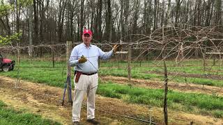 How to prune muscadine grapes [upl. by Ellerehs]