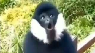 Monkey Sound  Gibbon Call [upl. by Elletse]