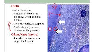 04 histology teeth [upl. by Eemak810]