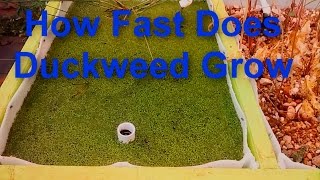 How Fast Does Duckweed Grow [upl. by Elleval]