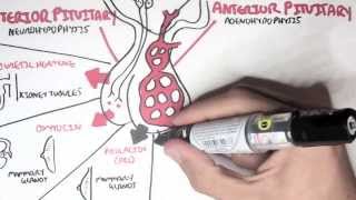 Endocrinology  Overview [upl. by Allesiram]