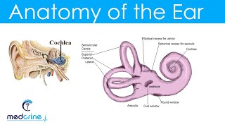 Anatomy and Physiology of the Ear [upl. by Znerol]