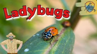 Amazing Ladybug Facts For Kids  Kids Nature Show [upl. by Anilrahc]