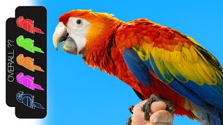 Scarlet Macaw The Best Pet Parrot [upl. by Gulick375]