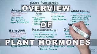 Plant Hormones  Types and Functions [upl. by Eylhsa801]