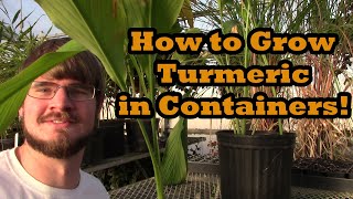 How to Grow Turmeric in Containers Grocery Store Growing Ep 10 [upl. by Rossing]