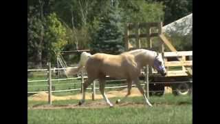 Golden Palomino Horse Talon Quarter Pony [upl. by Corrina]