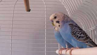 Periquitos cantando y haciéndose mimitos🐦 budgies [upl. by Wehner]