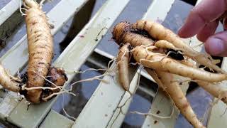 True Mandrake Roots  Grown from seeds Mandragora Turcomanica [upl. by Aleyak]