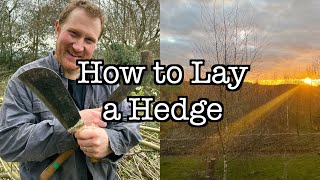 How to Lay a Hedge [upl. by Airdnas]