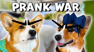 CORGI PRANK WAR  Hammy amp Olivia Compilation [upl. by Haddad981]