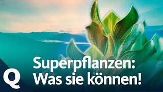 Superpflanzen Die neue Waffe für den Umweltschutz  Quarks [upl. by Garold]