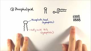 AS Biology  Phospholipids OCR A Chapter 35 [upl. by Hgeilyak]