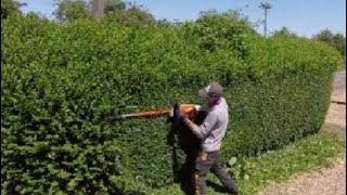 HEDGE trimming privet ligustrum [upl. by Preiser854]