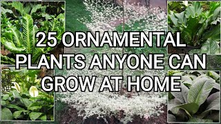 Easy to Grow Ornamental Plants  Plants in the Philippines [upl. by Aisul]