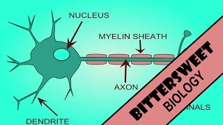 Action Potential Explained  The Neuron [upl. by Meyeroff]