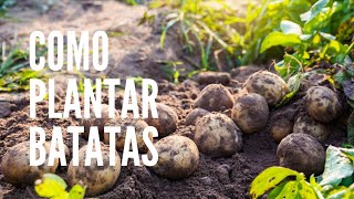 COMO PLANTAR BATATAS [upl. by Perr]