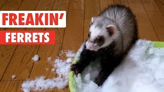 Freakin Ferrets  Funny Pet Video Compilation [upl. by Elodie]