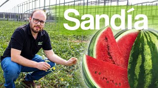 Cultivo de sandía y aplicación de productos de AGRI nova Science [upl. by Aitan666]