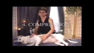 At Home Canine Massage Demonstration [upl. by Esinek]