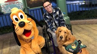 Golden Retriever Service Dog Meeting Disneys Pluto Will Make You Smile [upl. by Hcab]