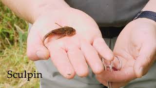 Freshwater bites sculpin vs round goby [upl. by Laith]