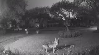 Pack of roaming coyotes kill family pet [upl. by Acceb]