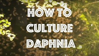 How To Culture Daphnia Magna [upl. by Clellan]