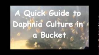 How to culture daphnia outside [upl. by Ainival]