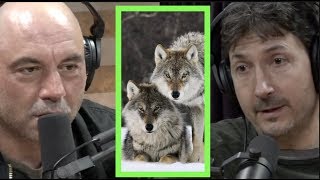 A Pack of Wolves Came After Glenn Villeneuve  Joe Rogan [upl. by Nollie483]