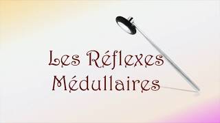 Neurofacile 9  Les réflexes médullaires [upl. by Nallac327]