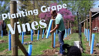 How to Plant Wine Grapes [upl. by Bein]