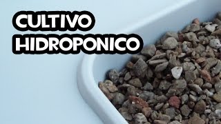 Cultivo Hidropónico Casero  Conceptos básicos [upl. by Heeley]