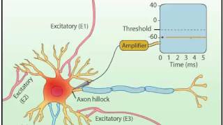 EPSP amp IPSP [upl. by Rois195]