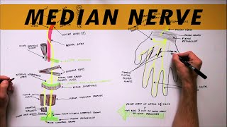 Median Nerve  Anatomy Tutorial [upl. by Gayla415]