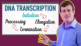 DNA Transcription Made EASY  Part 1 Initiation 🐣 [upl. by Ellie846]